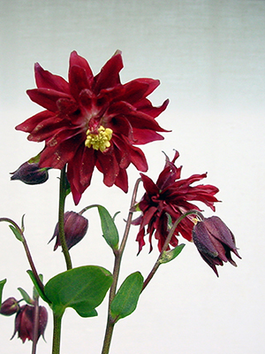 AQUILEGIA vulgaris Barlow Rose